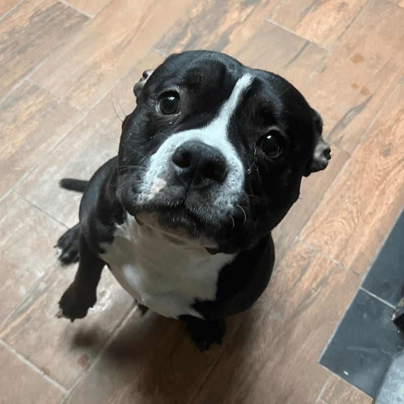 A black and white pit bull sits on a wooden floor, looking up at the camera.