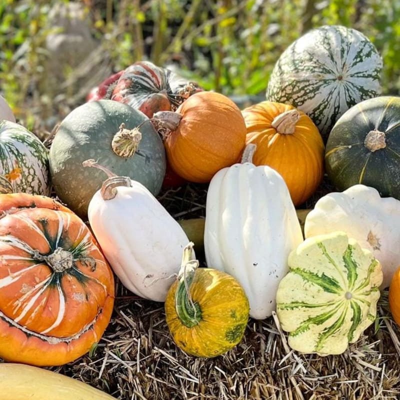 A variety of colorful pumpkins and gourds rest on a bed of straw against a blurred green garden background.