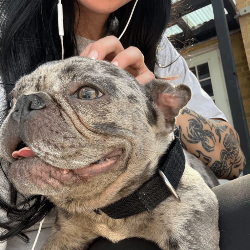 A brindle bulldog is being petted by a person with tattoos in an outdoor setting.
