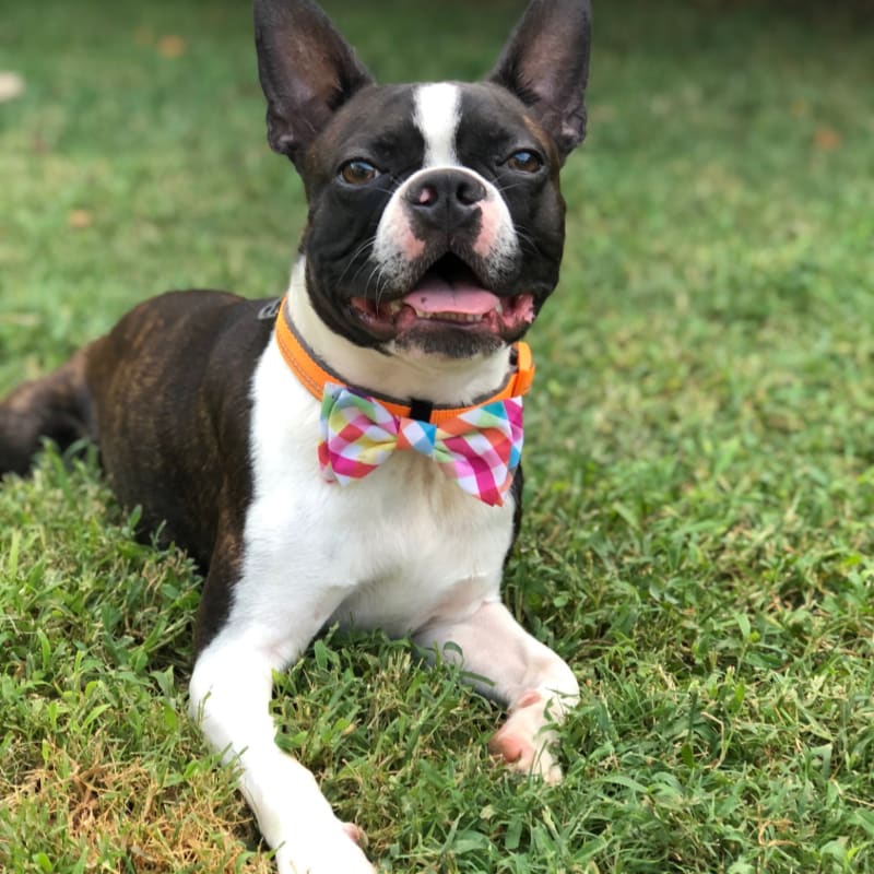 A black and white Boston Terrier wearing a colorful plaid bowtie lies on a green grassy lawn.