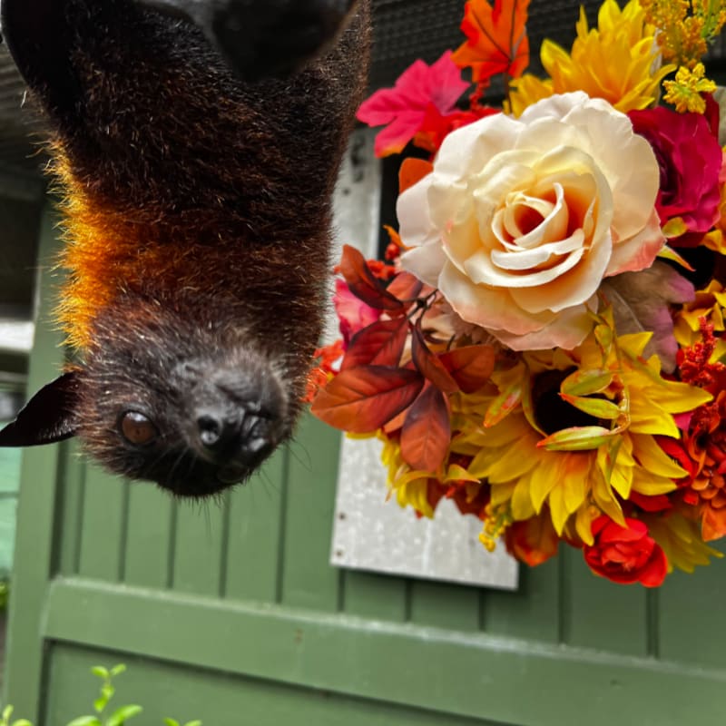An upside-down bat with reddish-brown fur hangs in the foreground next to a colorful arrangement of autumn flowers and a green wooden wall in the background.