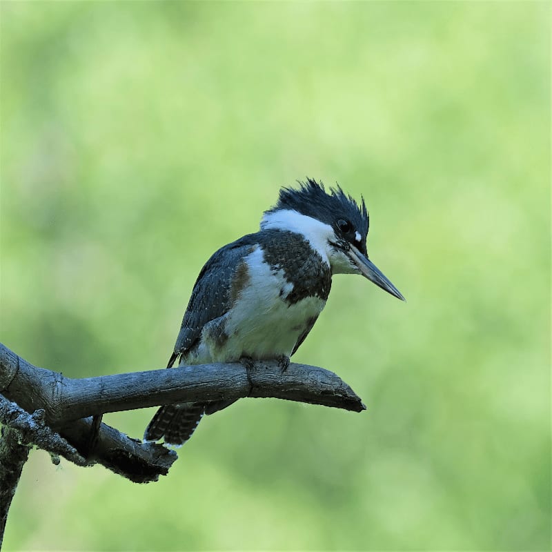 A black and white belted kingfisher perches on a weathered branch against a soft, blurred green background.