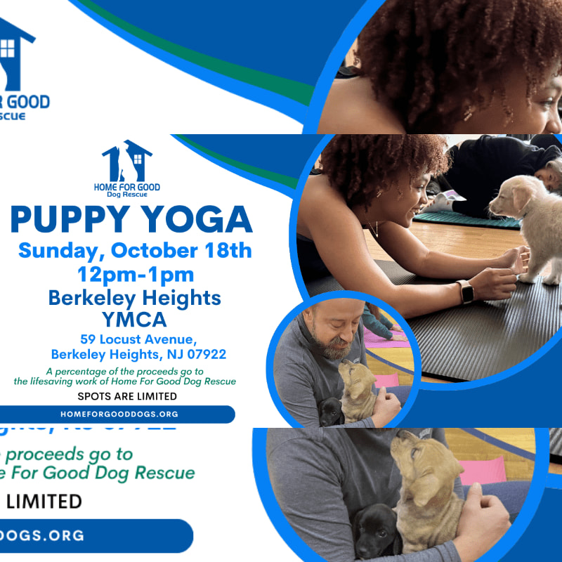 A promotional flyer for "Puppy Yoga" features text and event details in the foreground against a background of photos showing people interacting with puppies.