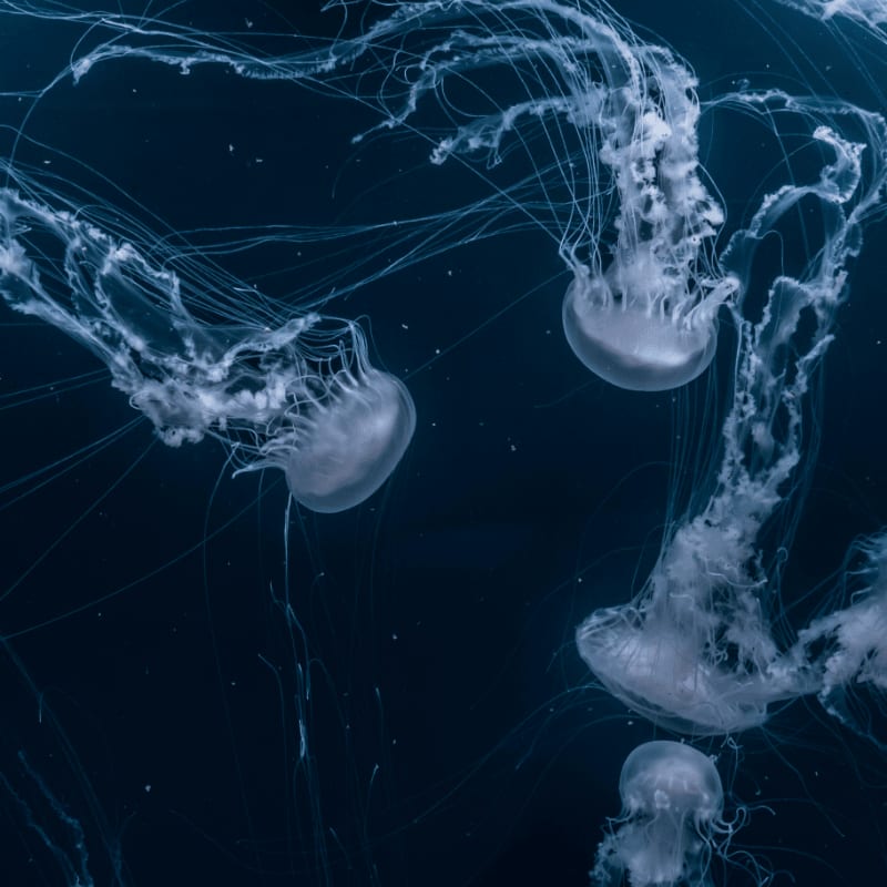 white jellyfishes swims