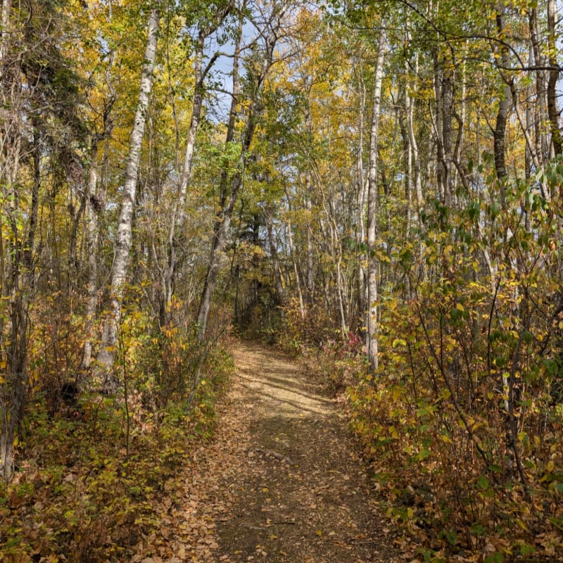 A leaf-strewn dirt path leads through a dense forest of slender trees with yellowing autumn foliage.