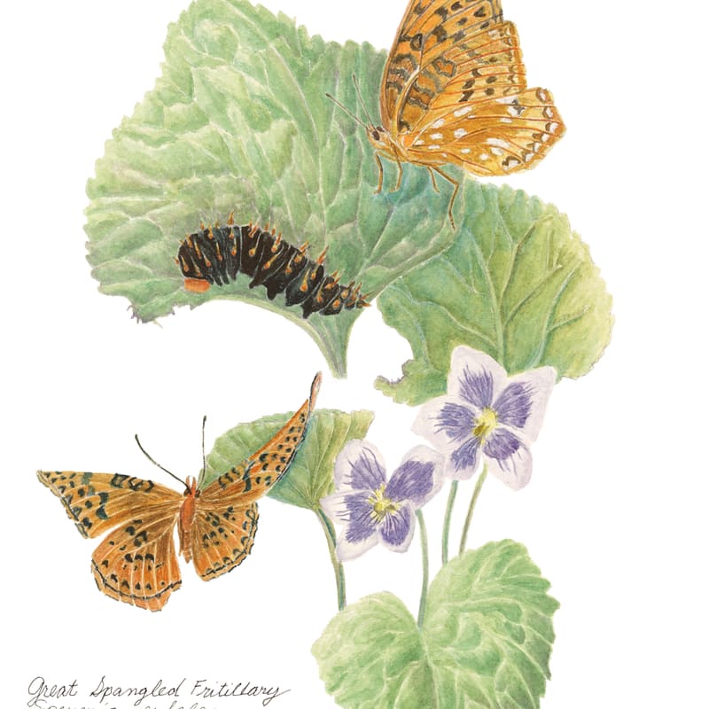 Two orange butterflies and a black caterpillar rest on green leaves and purple violets against a plain white background.