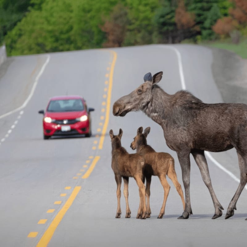 A mother moose and two calves stand on a paved road with a red car approaching in the background against a lush green forest.