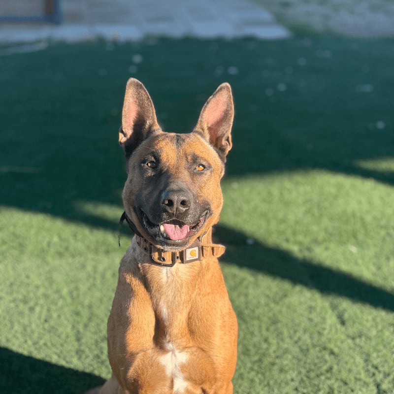 A brown dog with pointed ears and a collar sits on a green grassy field.