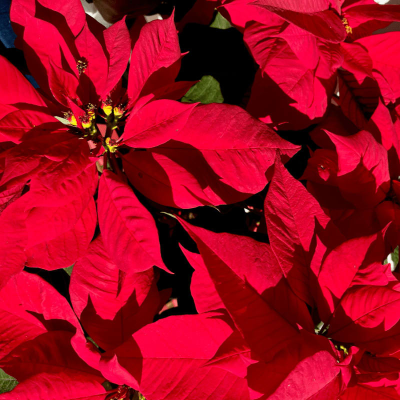 a close up of a bunch of red poinsettias