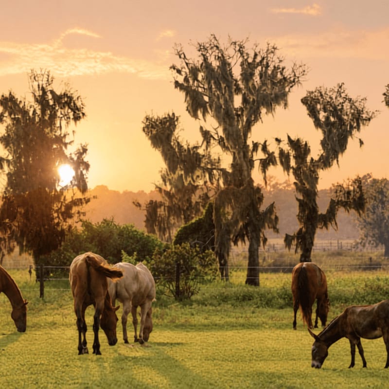 Several horses stand in a dusty enclosure in front of a wooden shelter, with a misty, tree-lined background.