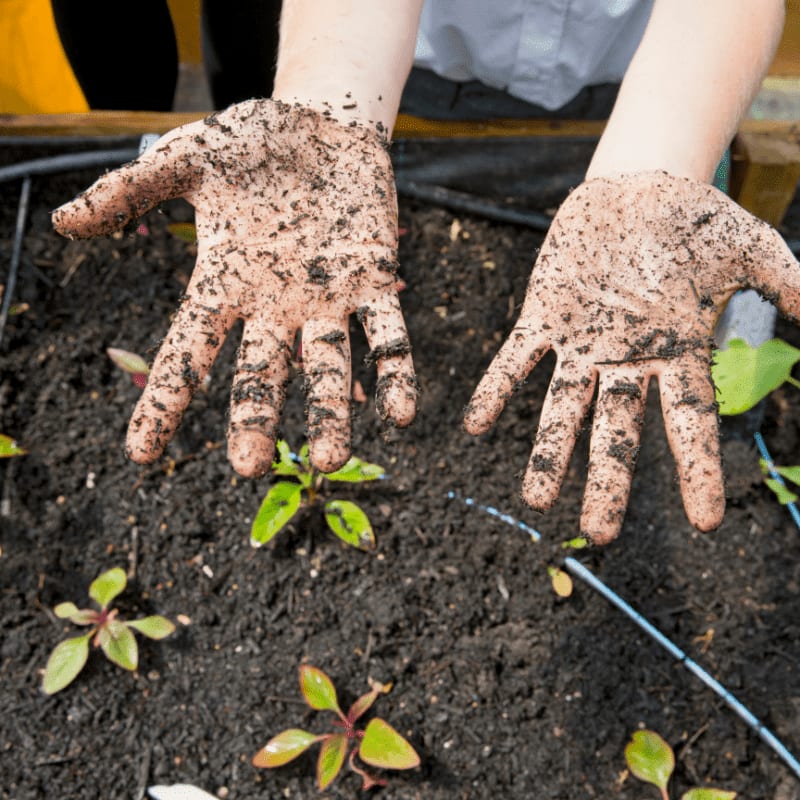 Dirty hands are held up over a garden bed filled with young plants.