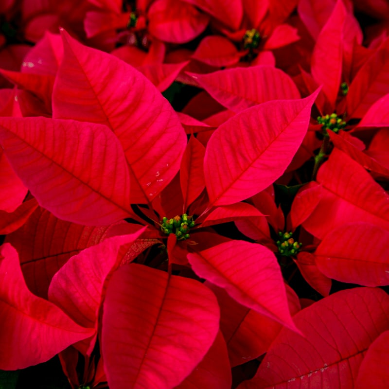 a bunch of red poinsettias with green leaves