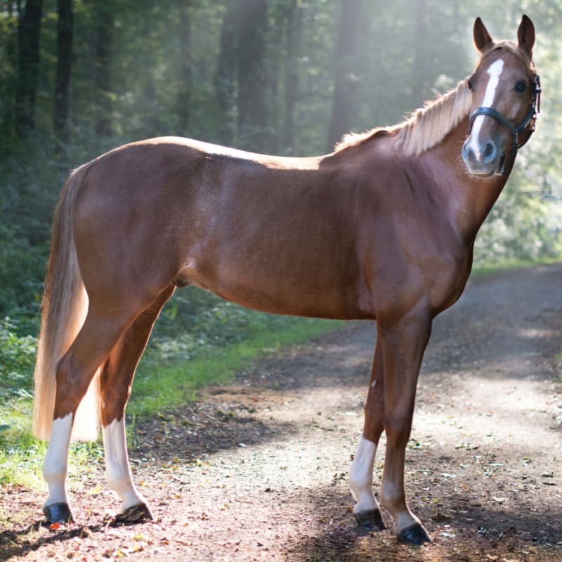 closeup photo of brown horse standing surrounded with trees