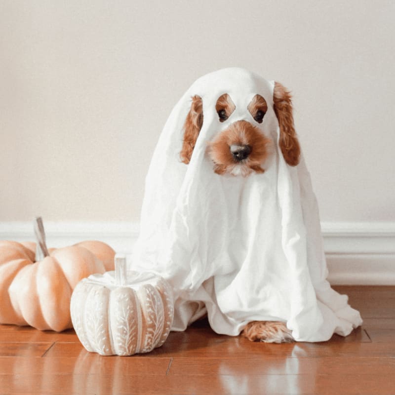 a dog wearing a ghost costume next to a pumpkin