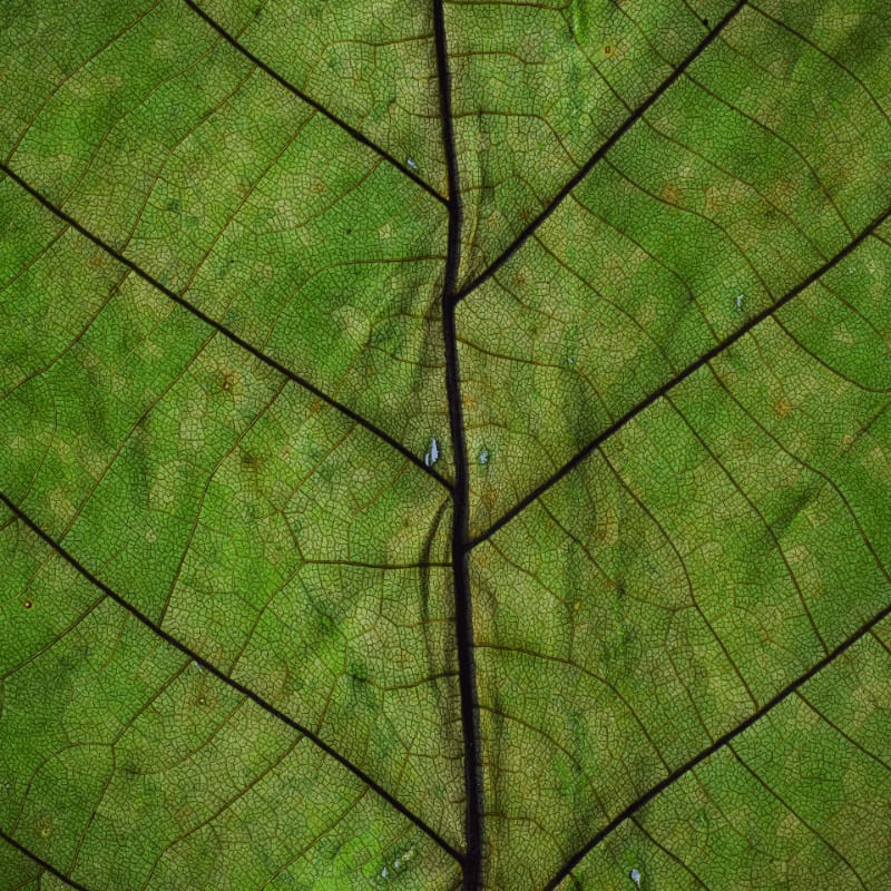 green plant leaf close-up photography