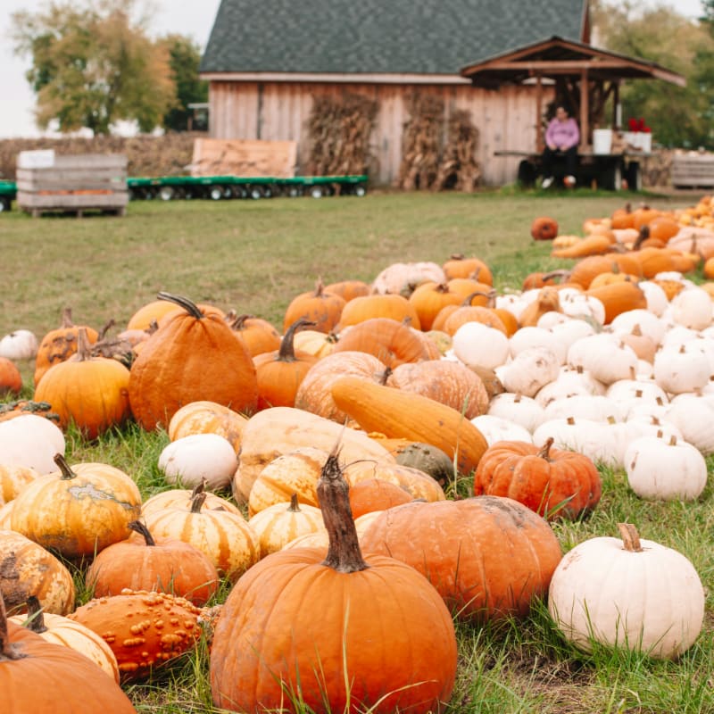 a field full of pumpkins with a barn in the background