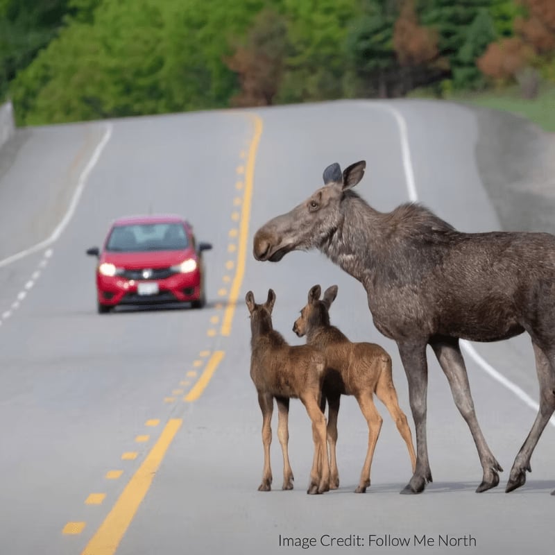 A mother moose and two calves stand on a paved road with a red car approaching in the background.