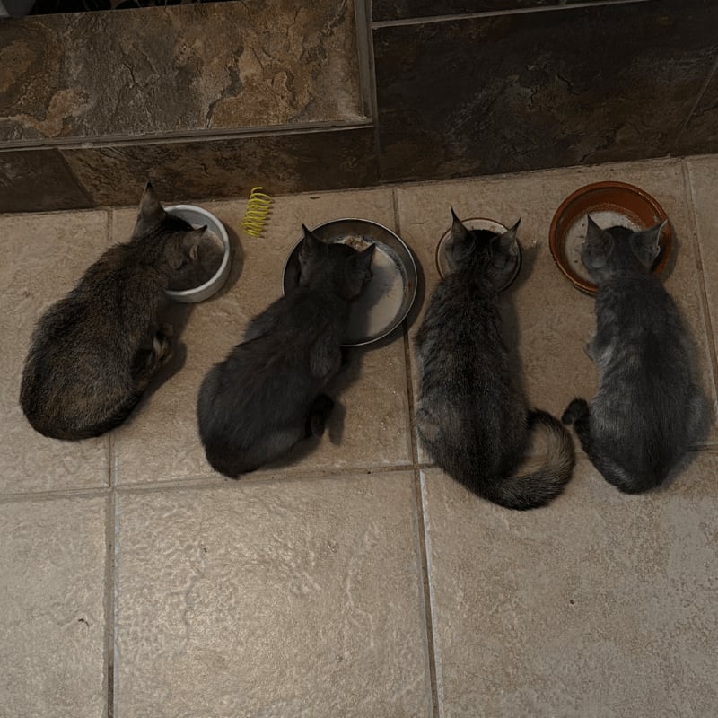 Four grey kittens eat from separate bowls on a tiled floor in front of a dark brown wall.