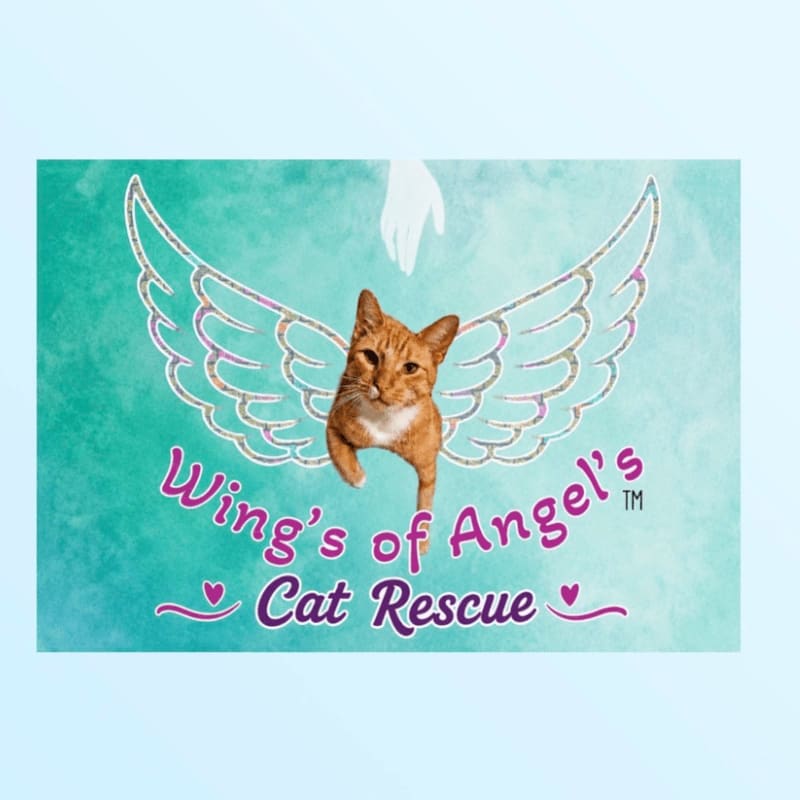 An orange tabby cat with white angel wings and accompanying text is centered against a textured teal background.