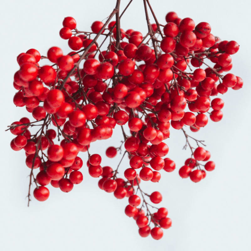 A bunch of red berries hangs against a plain white background, accompanied by a chorus logo and event details for "A Thrill of Hope."