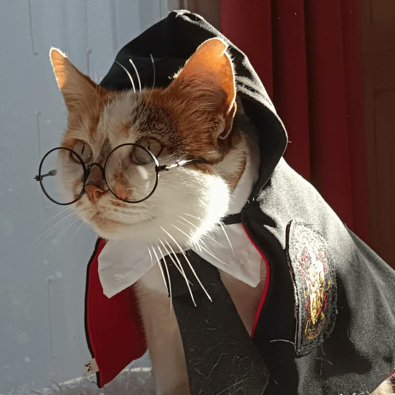 A cat wearing glasses and a jacket on a rug