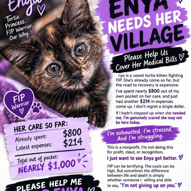 A tortoiseshell kitten rests on a purple blanket in the foreground, set against a background of purple text and graphics requesting donations for medical bills.