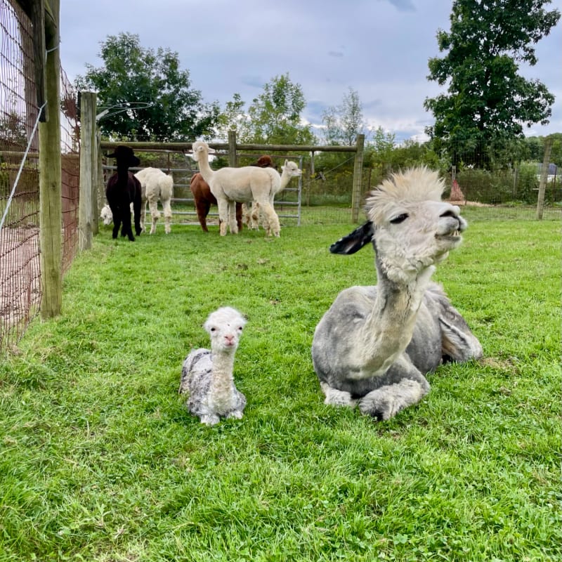 A small white baby alpaca and a larger grey alpaca rest in the grassy foreground, while other alpacas stand near a fence against a backdrop of green trees.