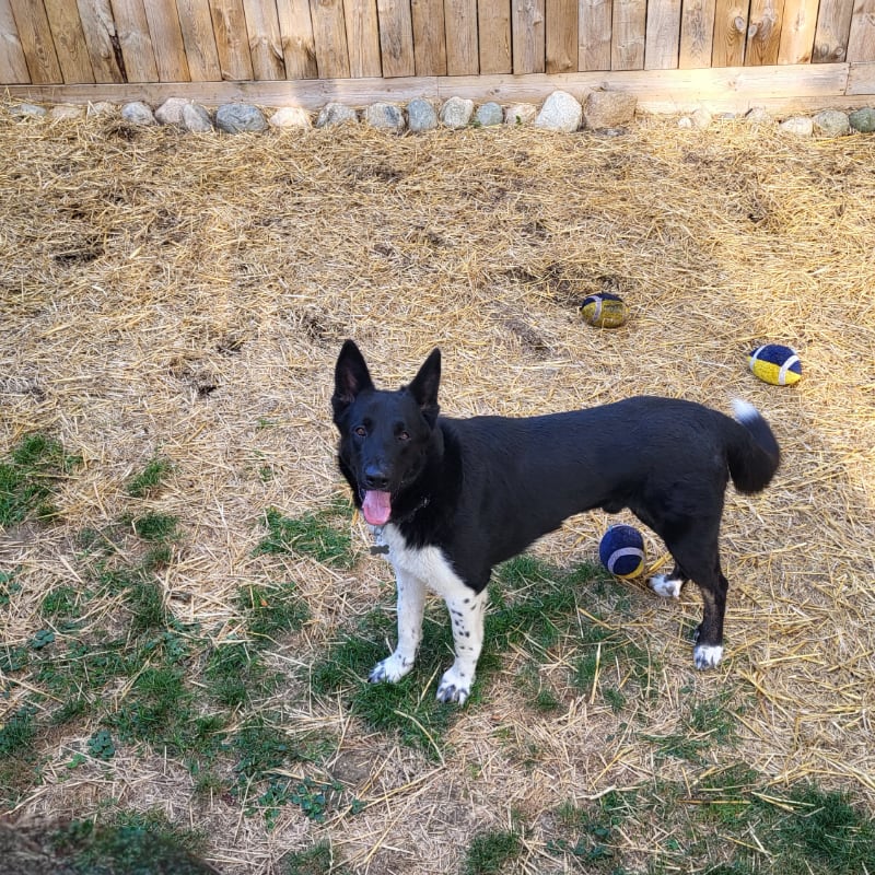 A black and white dog stands on a straw-covered ground with colorful balls, in front of a wooden fence.