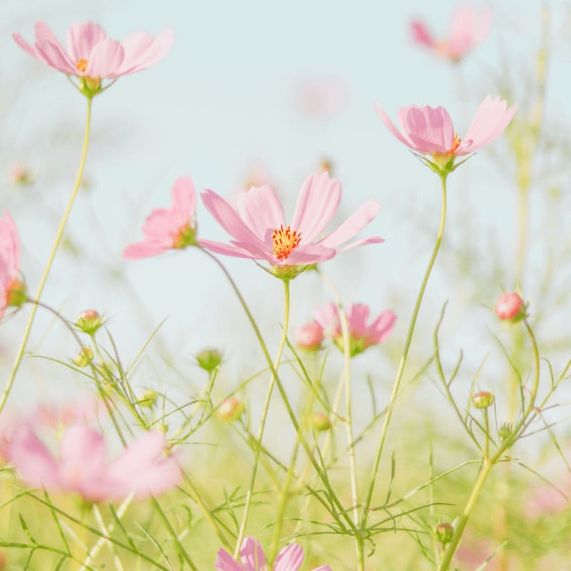 pink flowers in tilt shift lens