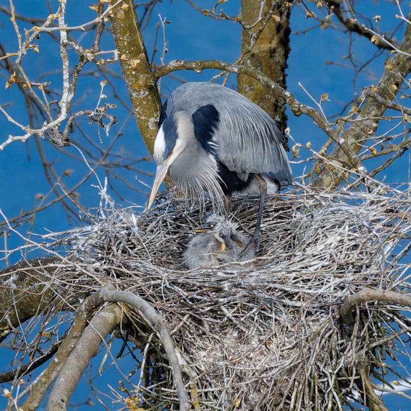 A grey heron stands over its chick in a twig nest nestled among bare tree branches against a clear blue sky.