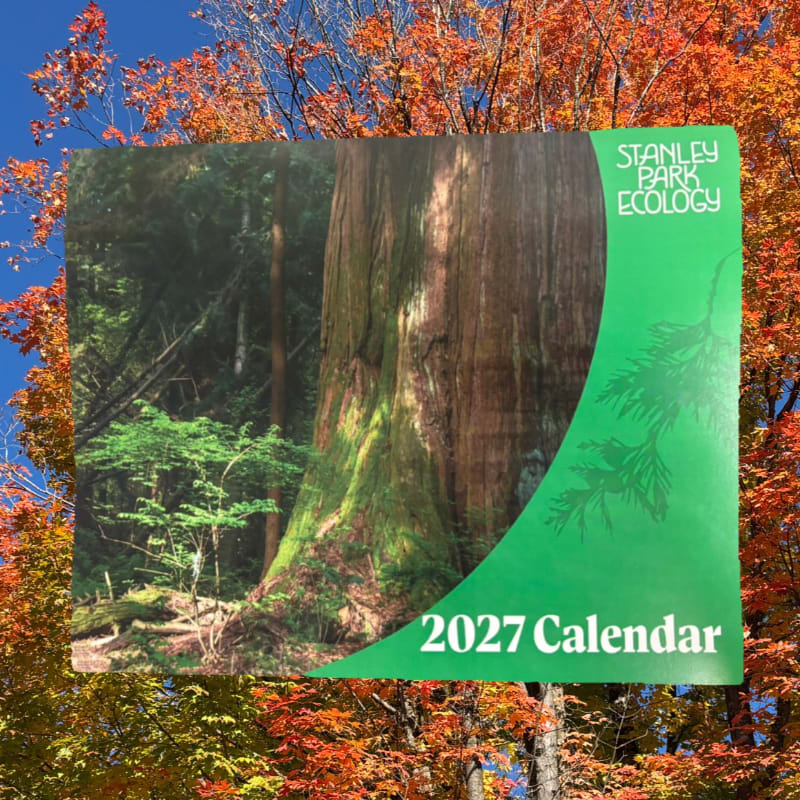 A 2027 Stanley Park Ecology calendar featuring a large mossy tree is positioned against a background of vibrant red and orange autumn leaves.