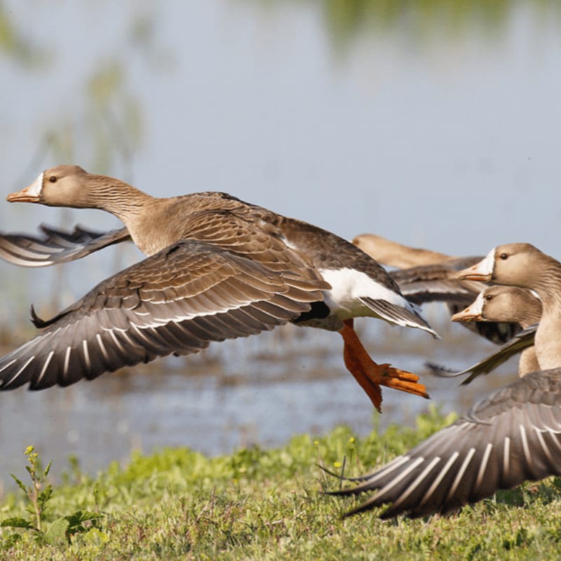 Brown geese take flight from a grassy bank against a blurred blue water background.