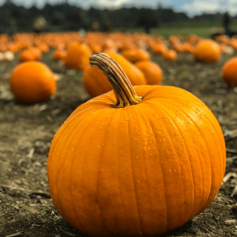 orange pumpkins on gray field near green grassland at daytime selective focus photography