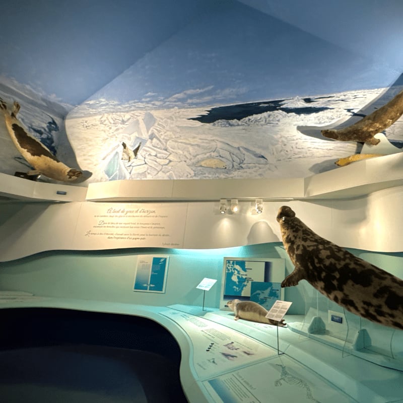 Taxidermied seals are displayed in a museum exhibit featuring a snowy Arctic landscape painted across the walls and ceiling.