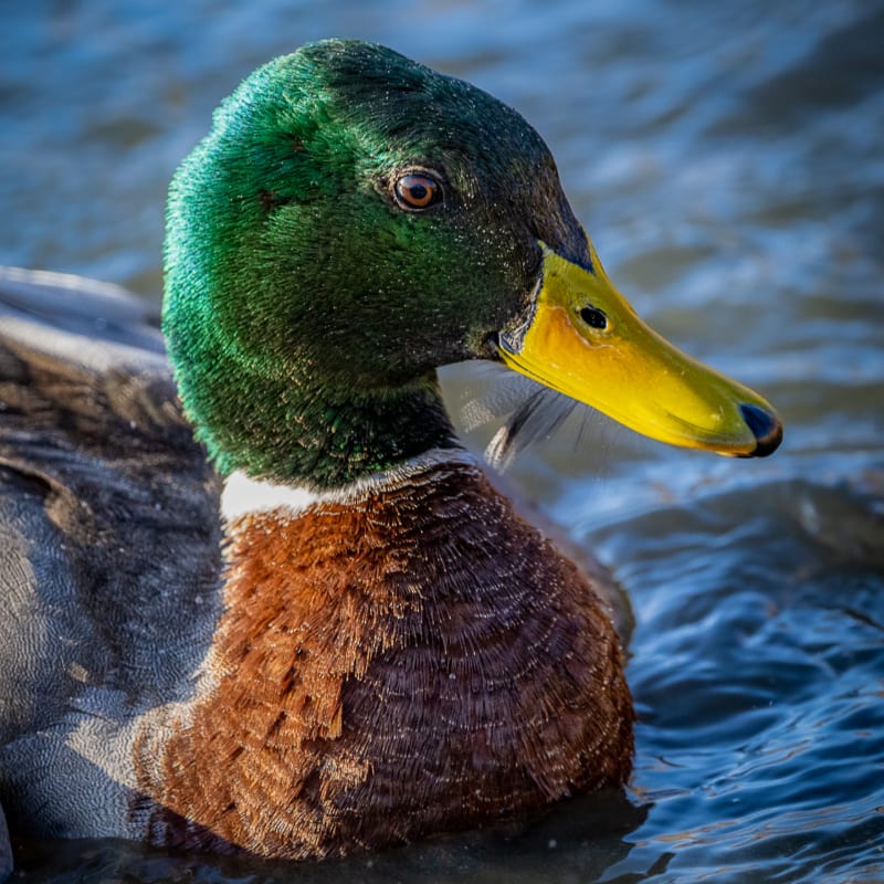 A mallard duck with a shimmering green head and yellow bill floats in rippling blue water.