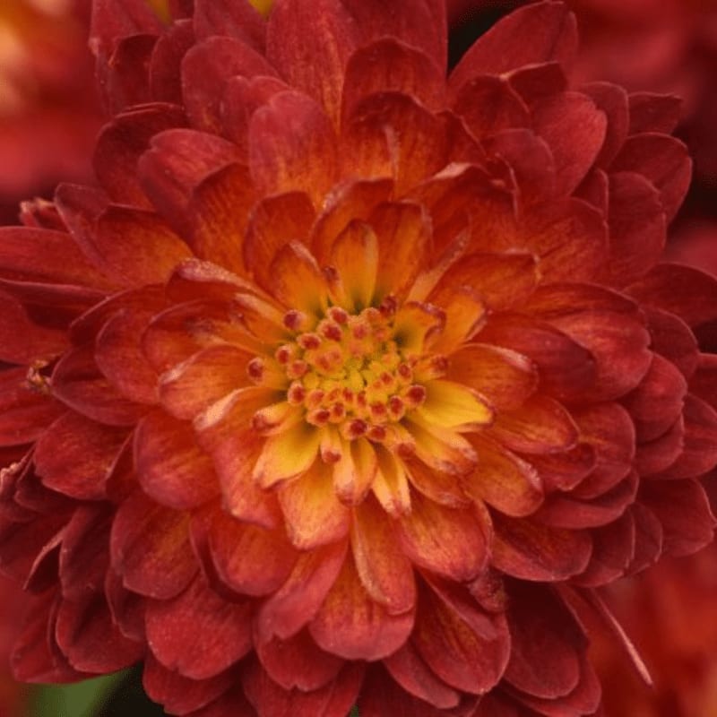 A vibrant red and orange dahlia bloom fills the foreground against a soft, blurred red background.