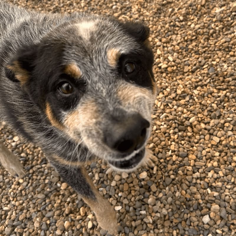 A speckled grey and tan dog looks up from a ground covered in small brown pebbles.