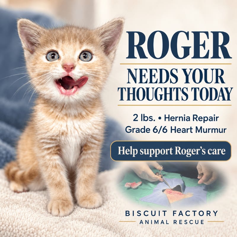 An orange kitten with its mouth open sits in the foreground against a soft, blurred background featuring a plea for medical donations for the Biscuit Factory Animal Rescue.