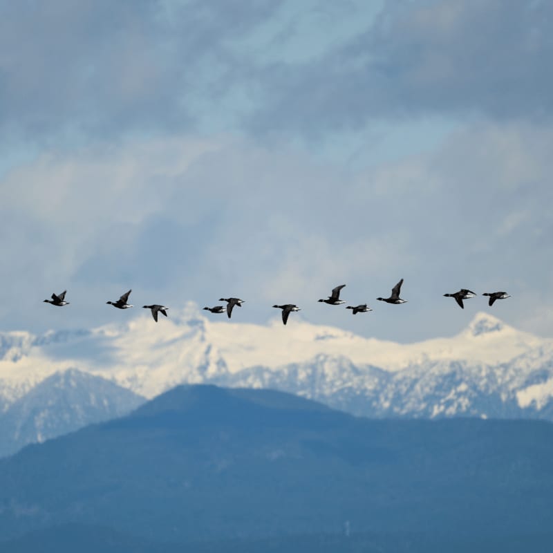 A flock of birds flies across a cloudy sky above snow-capped mountains and blue hills.