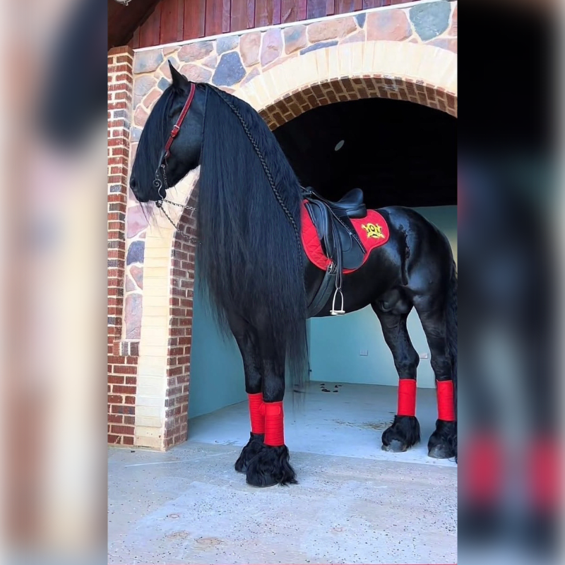 A majestic black Friesian horse with a flowing mane stands proudly in the foreground, adorned with red leg wraps and saddle pad, while a stone archway frames the dark interior of a stable in the background.