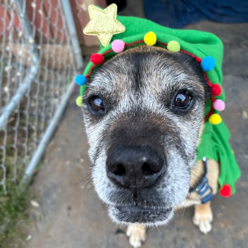 A grey-muzzled dog wearing a green Christmas tree hat with colorful pom-poms stands in the foreground against a background of a chain-link fence and a concrete floor.