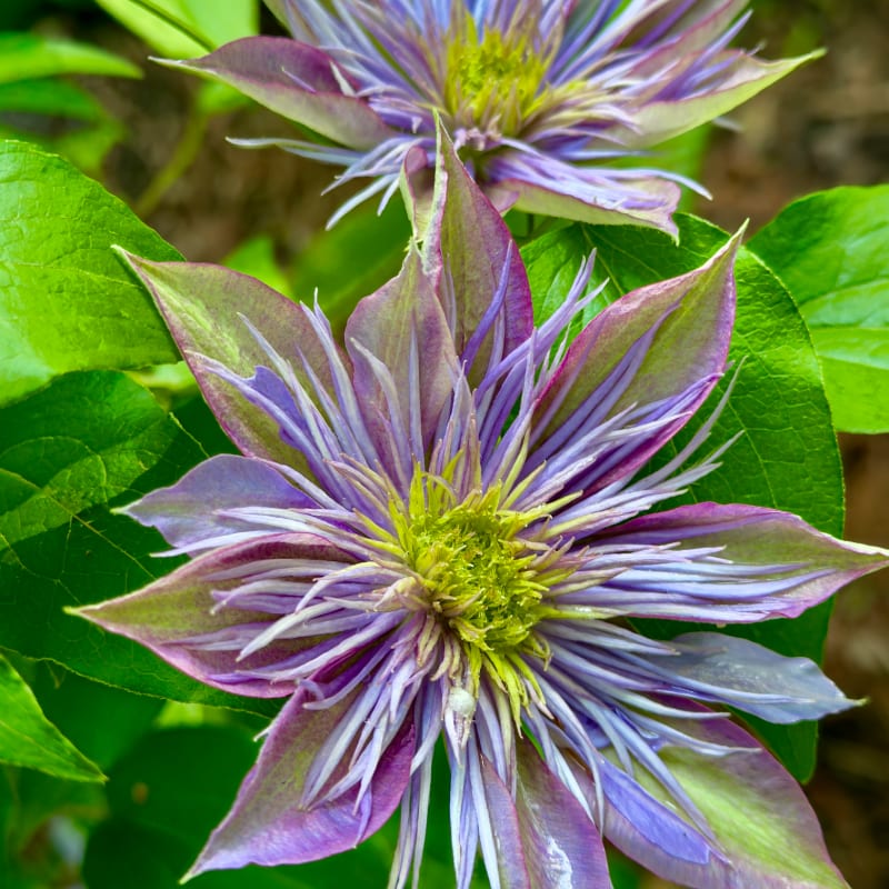 A vibrant purple and green clematis flower blooms in the foreground, surrounded by lush green leaves and another similar flower in the blurred background.