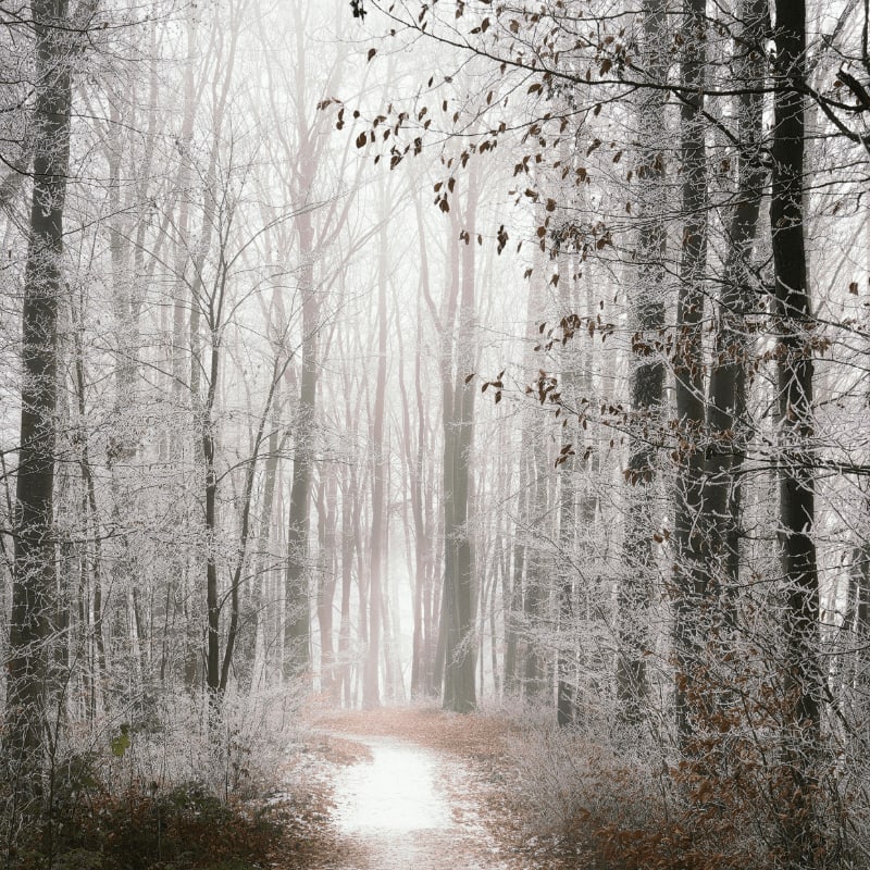 Snowy forest path with frosted trees and fog