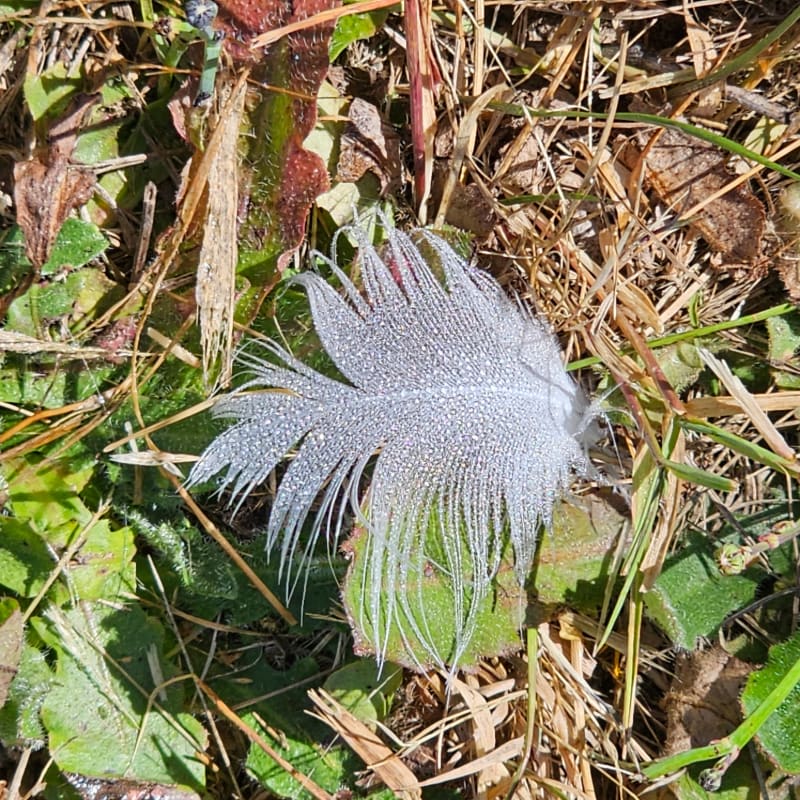 A white, fluffy feather rests on a bed of green leaves and dry brown grass.