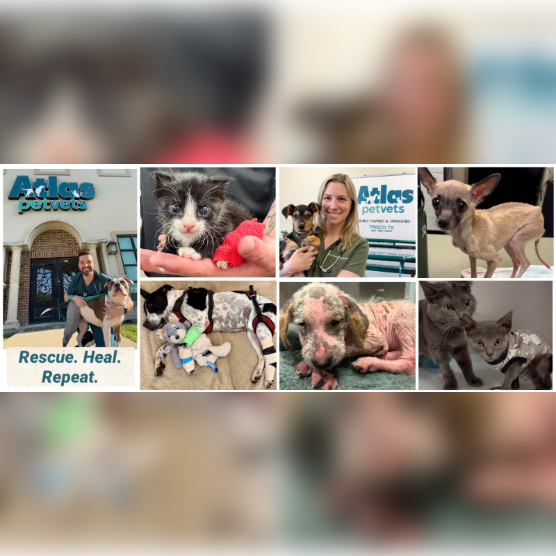 A collage of rescue animals and staff is centered against a blurred, multicolored background.