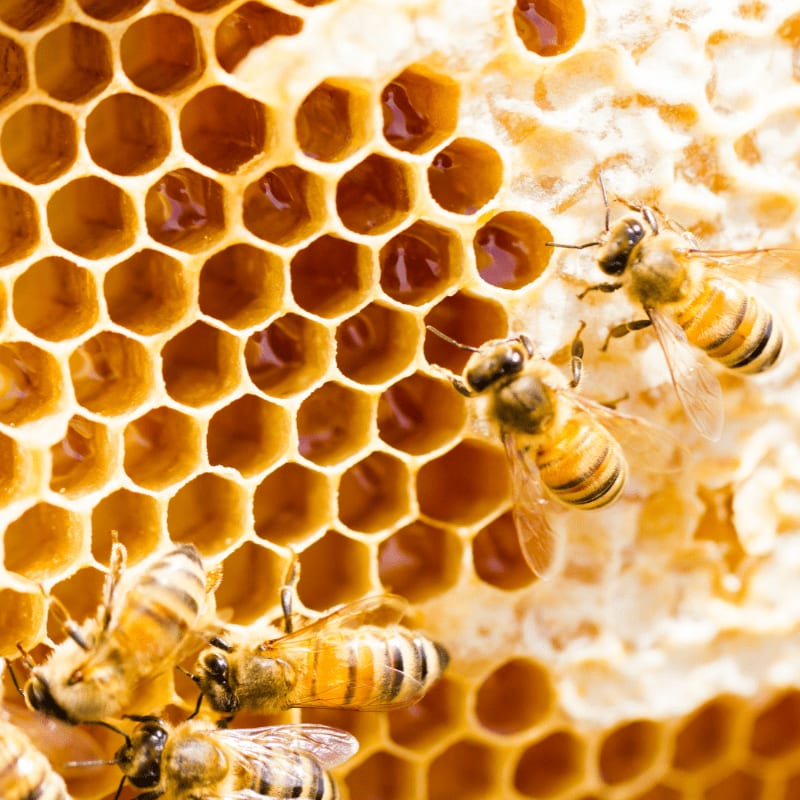 Several honeybees crawl across a golden, hexagonal honeycomb structure.