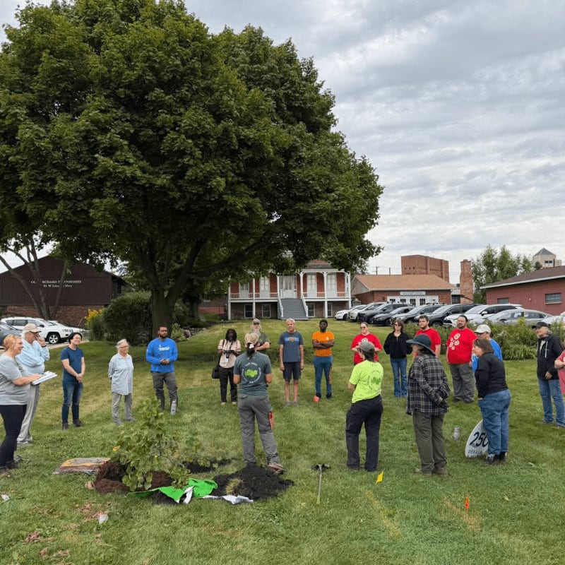 A group of people stands in a grassy area around a newly planted sapling, with a large leafy tree and brick buildings in the background.