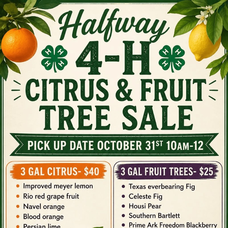 A promotional flyer for a 4-H citrus and fruit tree sale features text and price lists in the foreground, framed by oranges and lemons in the background.
