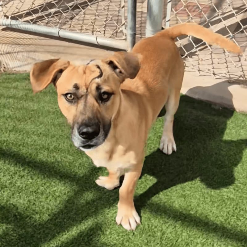 A tan dog stands on green artificial grass in front of a chain-link fence.