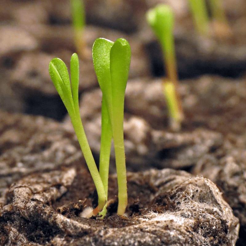 Small green seedlings sprout from dark, textured soil in the foreground, with more blurred sprouts in the background.